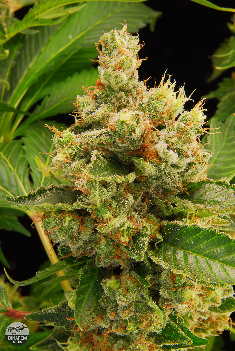 Dinafem Blue Hash Feminisiert