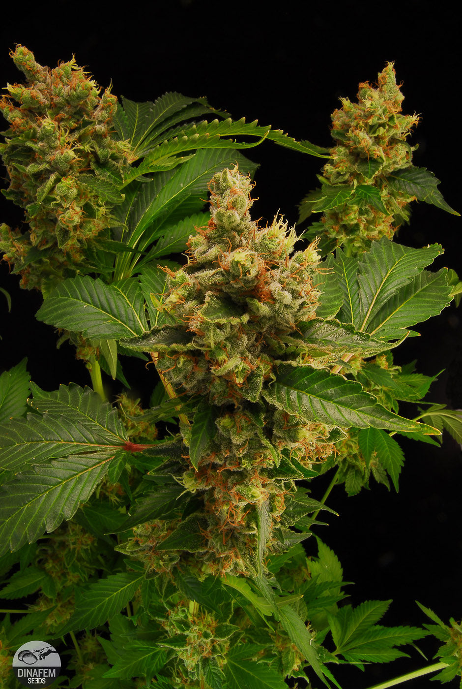Dinafem Blue Hash Feminisiert