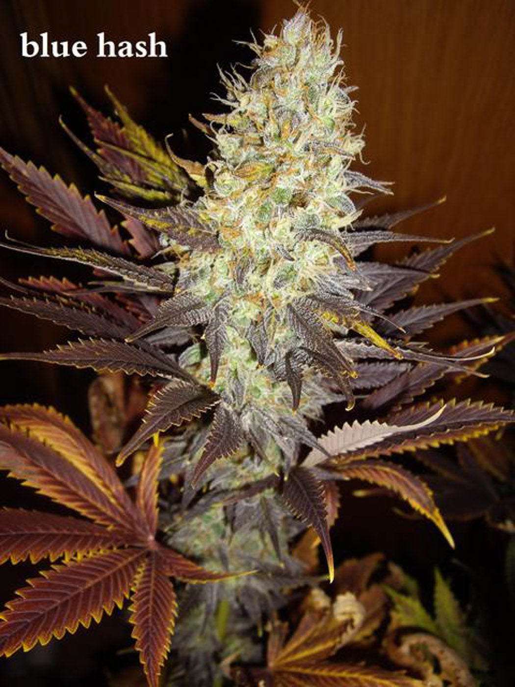 Dinafem Blue Hash Feminisiert