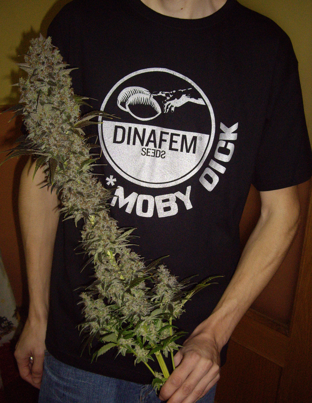 Dinafem Blue Hash Feminisiert