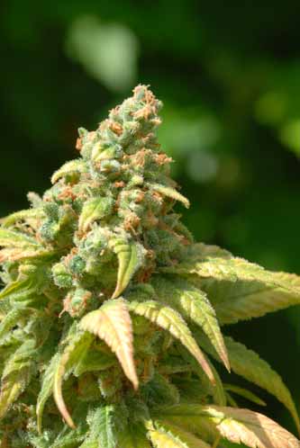 Dinafem Blue Hash Feminisiert