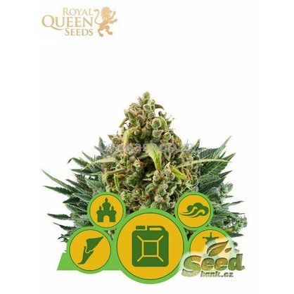 Royal Queen Seeds Autoflower Outdoor Mix feminisiert