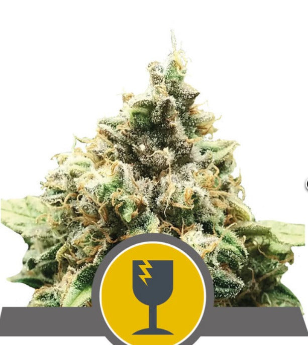Critical, reguläre Sorte von Royal Queen Seeds