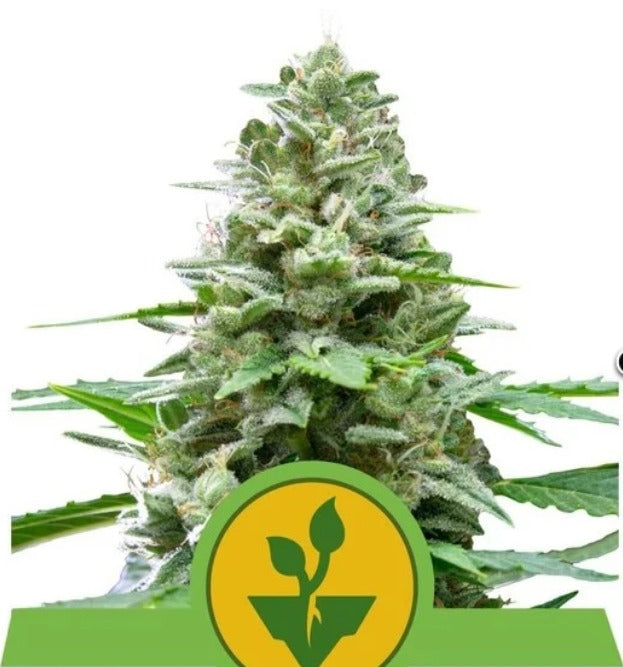 Royal Queen Seeds Easy Bud Feminisiert Autoflower