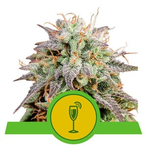 Royal Queen Seeds Mimosa Automatic