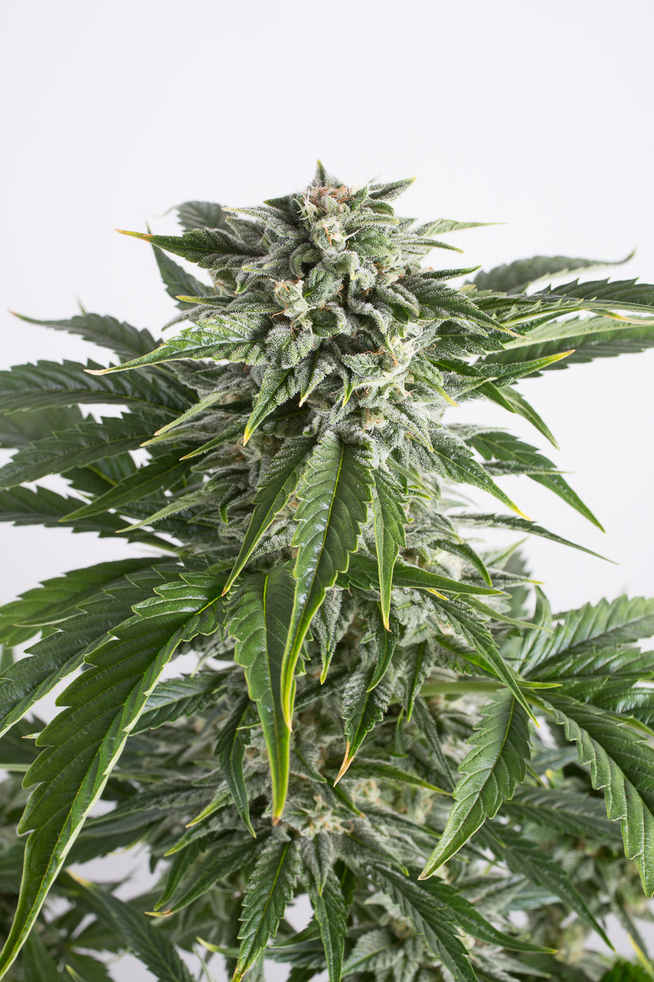 Dinafem Bubba Kush Auto Feminisiert Autoflower