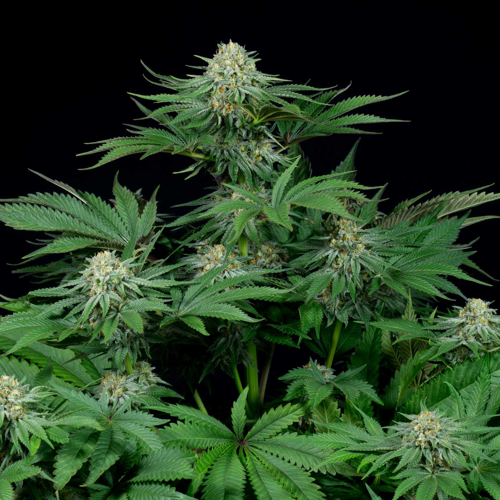 Dinafem Bubba Kush CBD Feminisiert