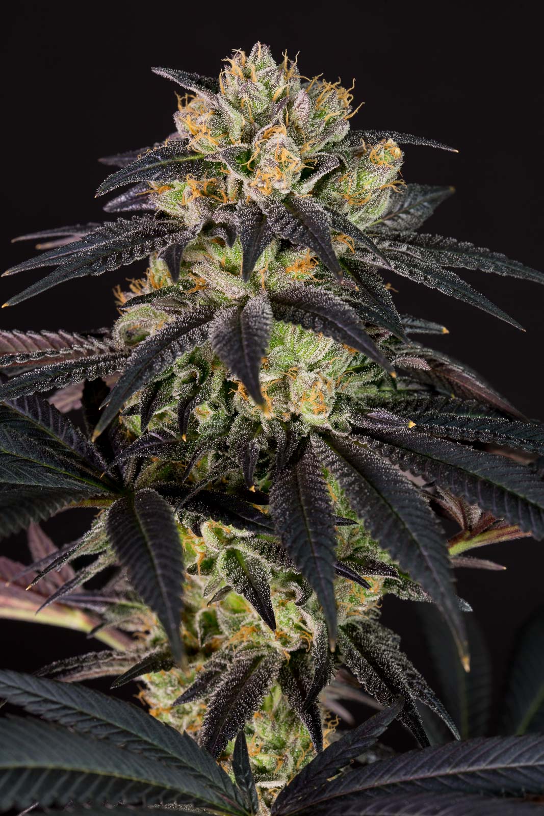 Dinafem Bubba Kush CBD Feminisiert