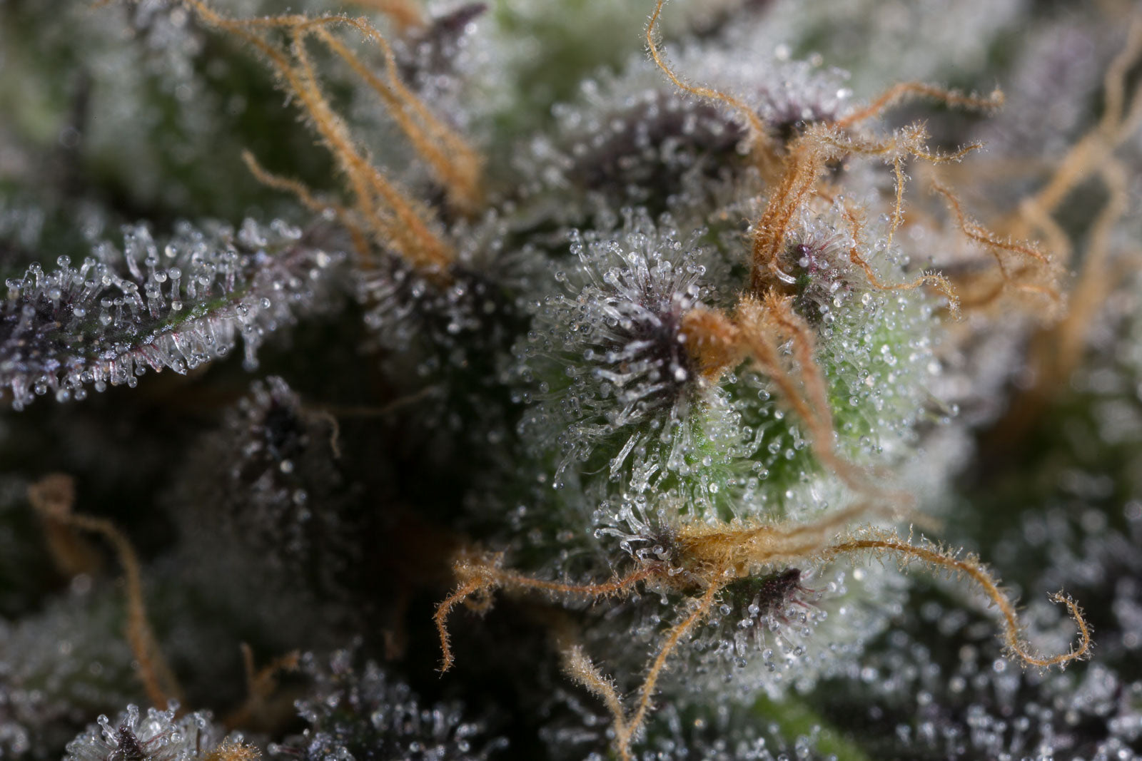 Dinafem Bubba Kush CBD Feminisiert