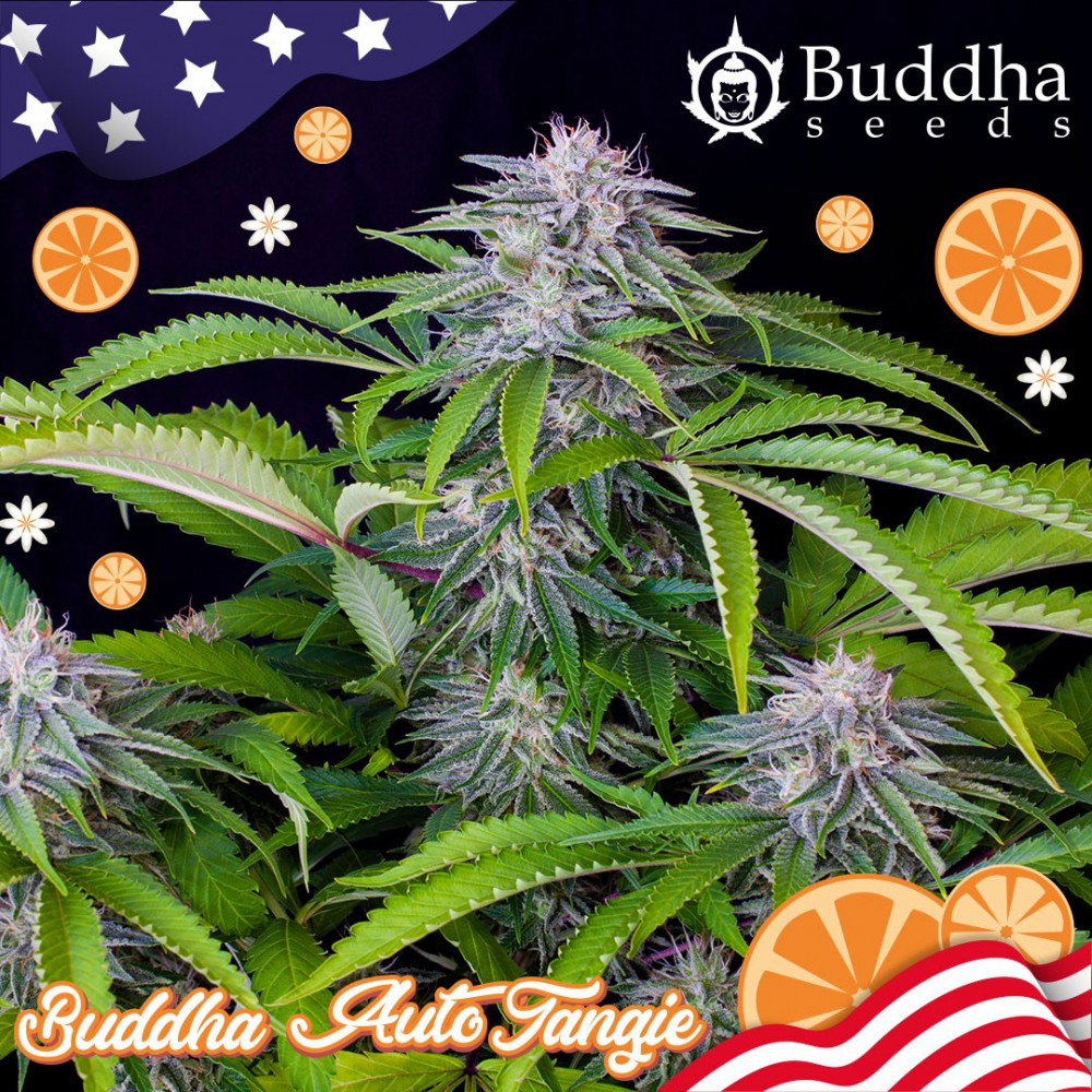 Buddha Seeds Auto Tangie