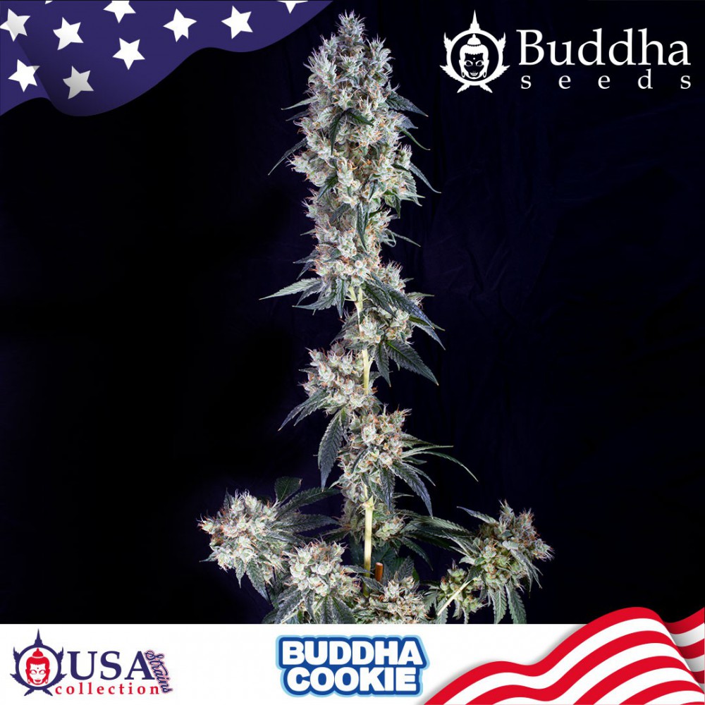 Buddha Seeds Cookie feminisiert