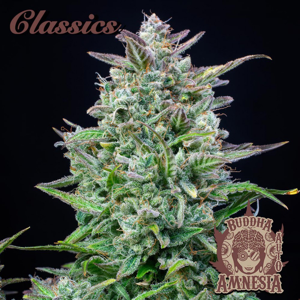 Buddha Seeds ''Buddha's Classics'' Auto Amnesia
