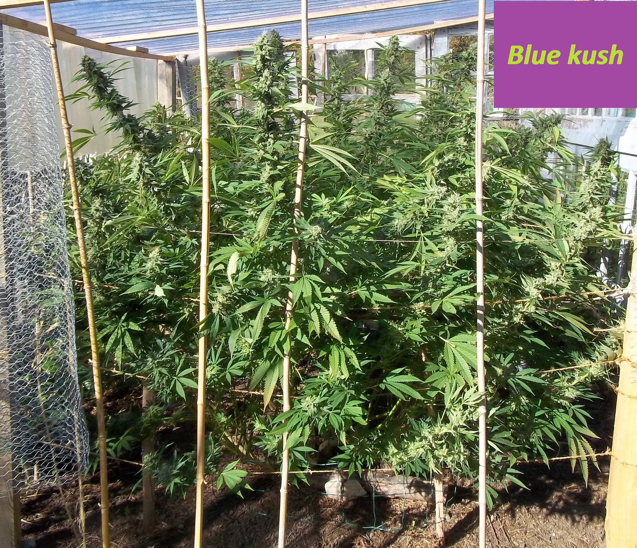 Dinafem Blue Kush Feminisiert