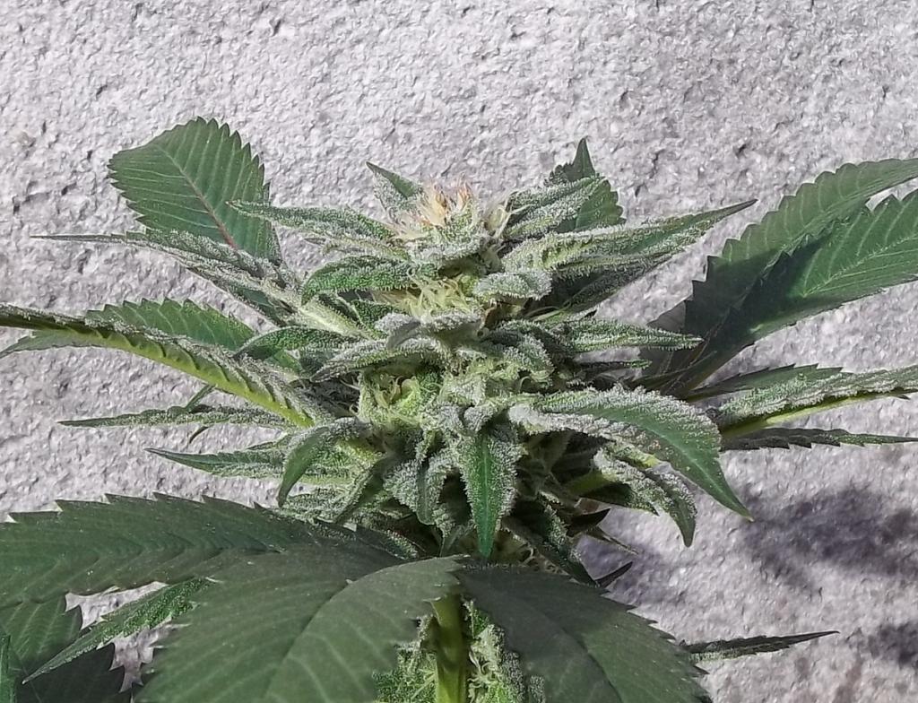 Dinafem Blue Kush Feminisiert