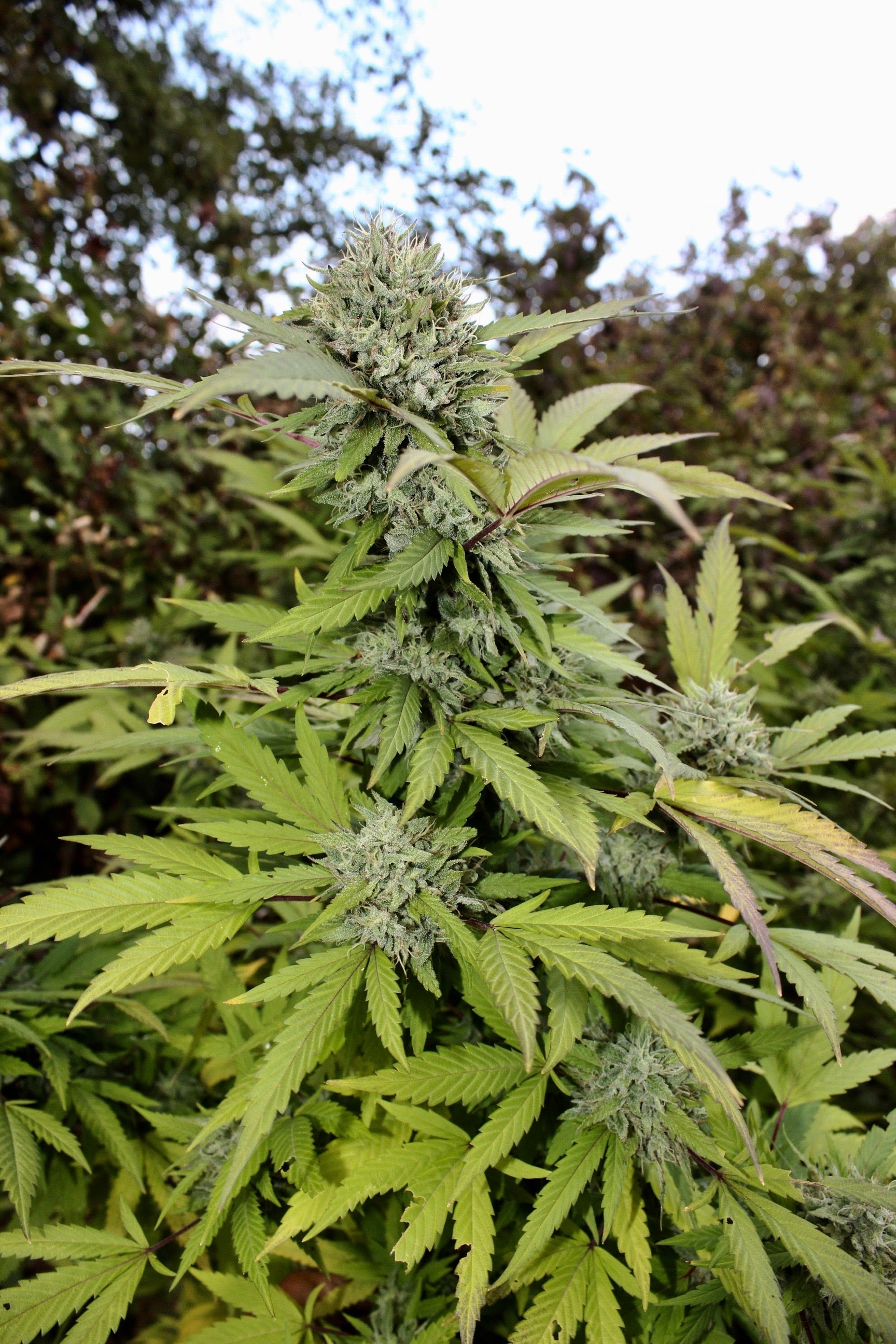Dinafem Blue Kush Feminisiert