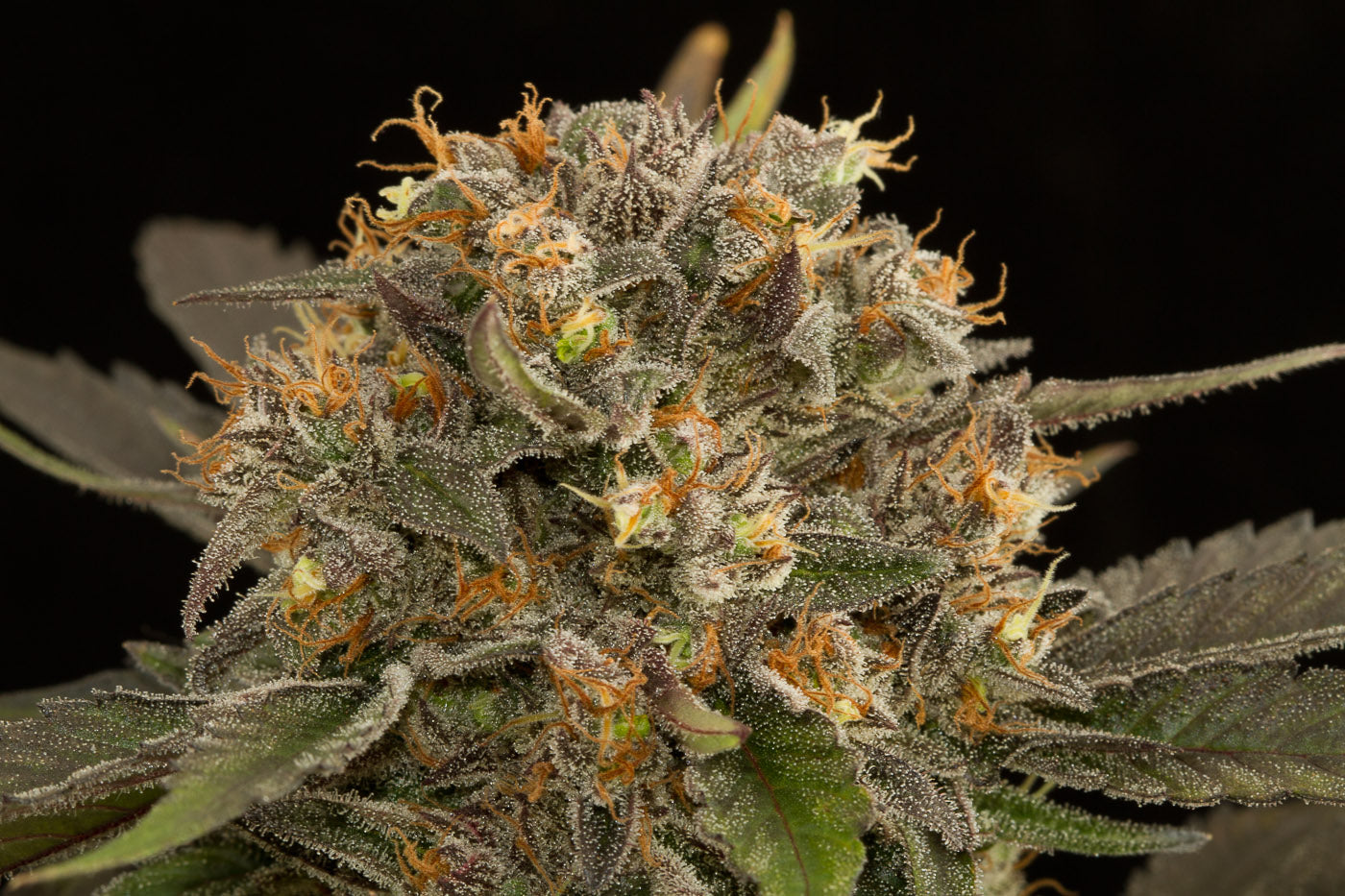 Dinafem Blue Kush Feminisiert