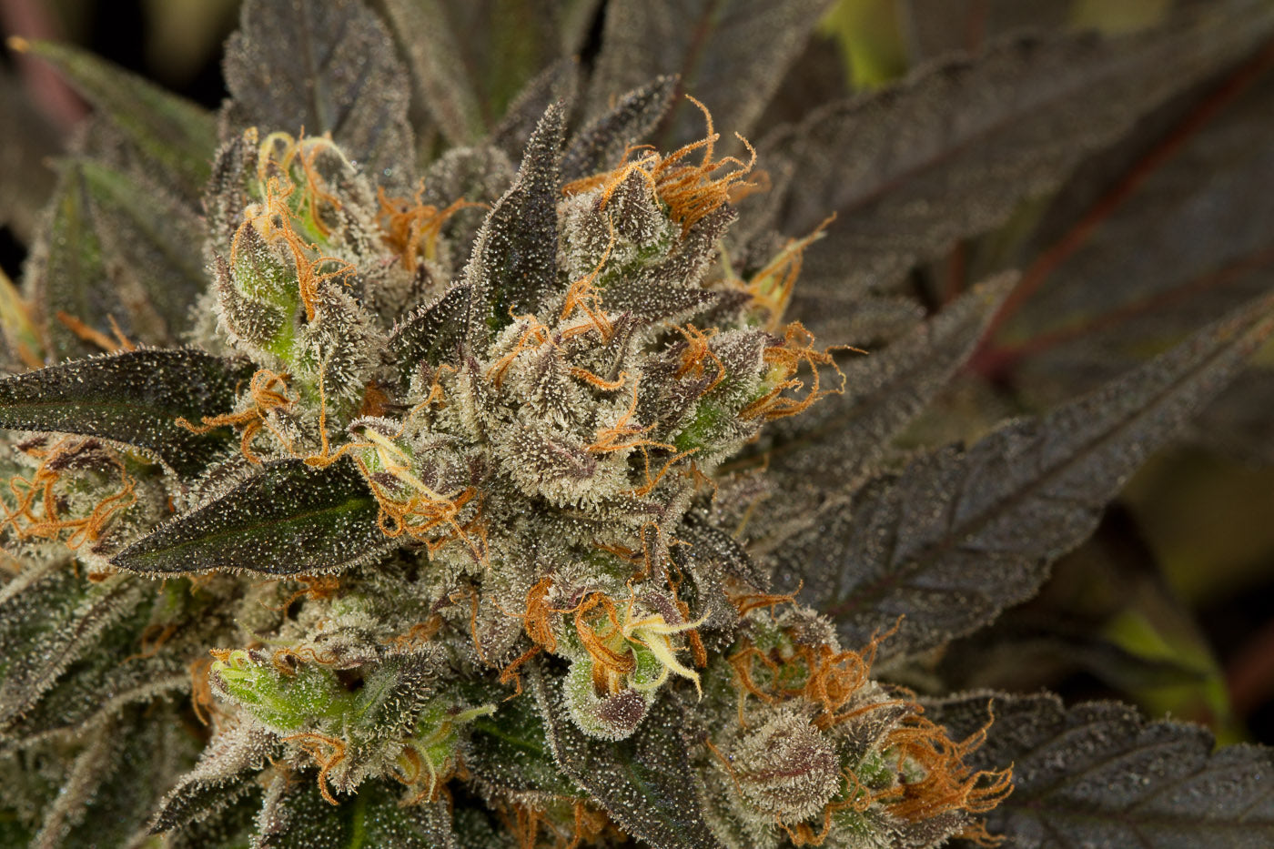 Dinafem Blue Kush Feminisiert