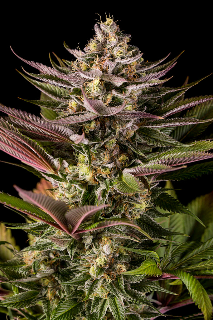 Dinafem Blue Kush Feminisiert
