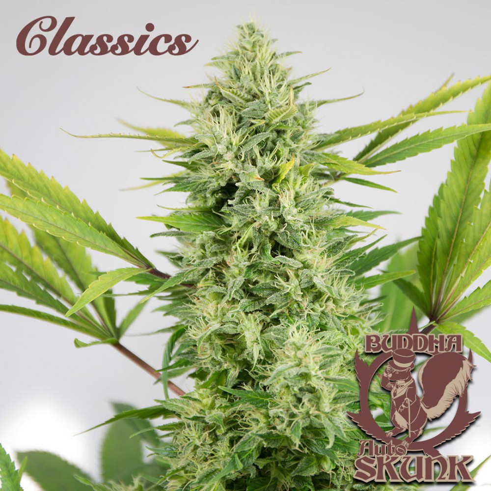 Buddha Seeds ''Buddha's Classics'' Auto Skunk