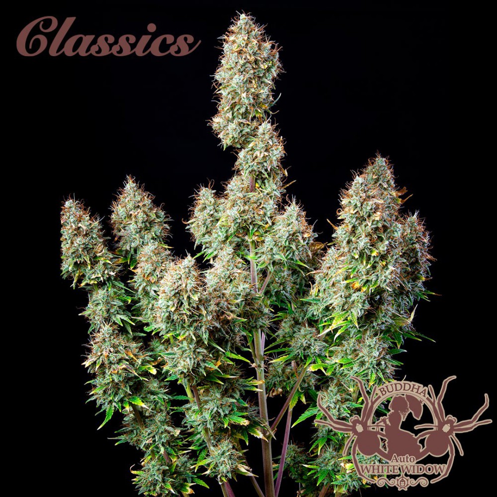 Buddha Seeds ''Buddha's Classics'' Auto White Widow