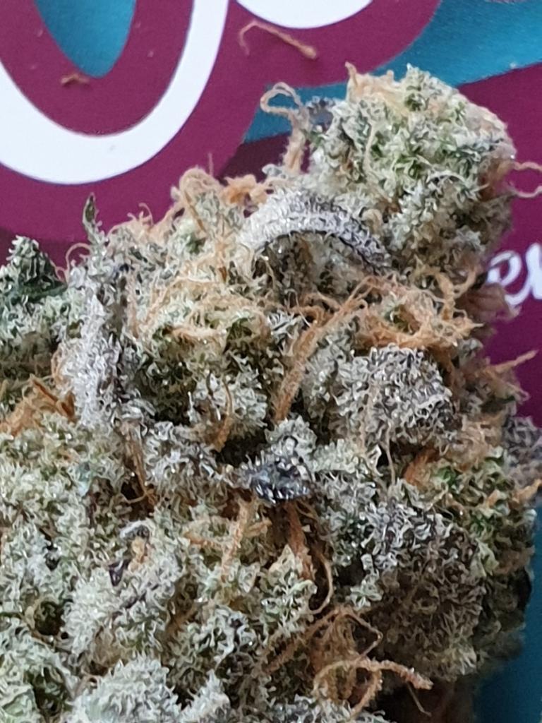 Dinafem Blueberry Cookies Feminisiert