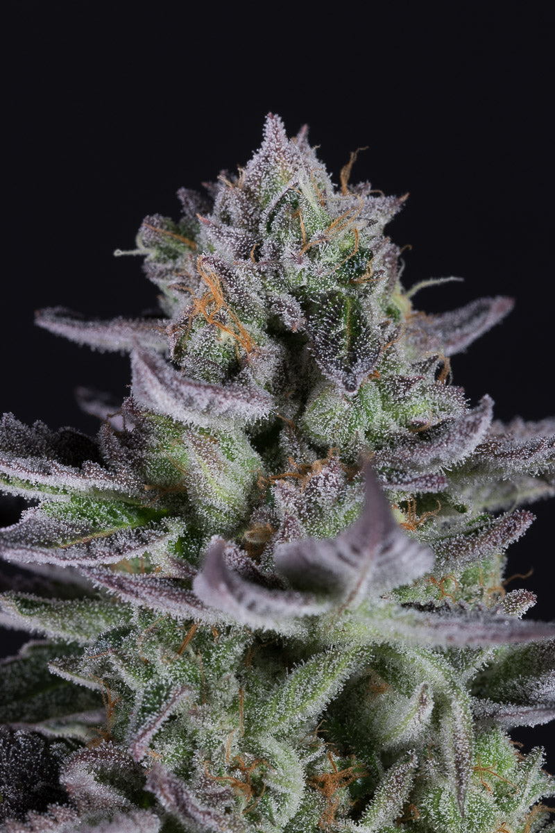 Dinafem Blueberry Cookies Feminisiert