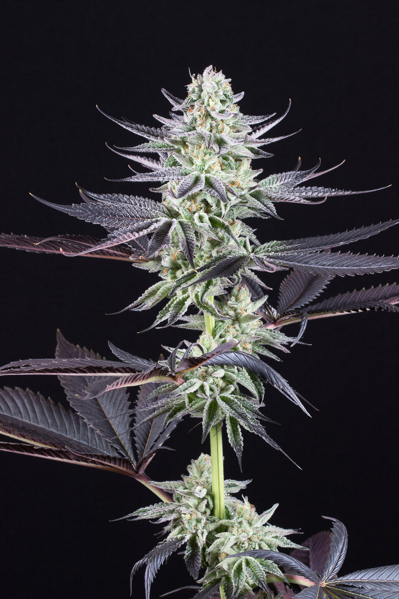 Dinafem Blueberry Cookies Feminisiert