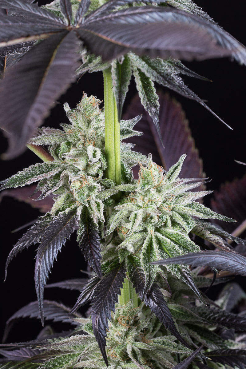 Dinafem Blueberry Cookies Feminisiert