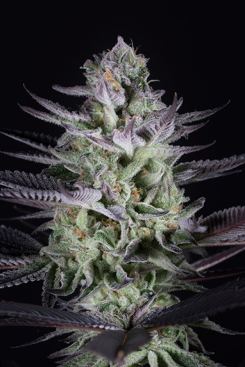 Dinafem Blueberry Cookies Feminisiert