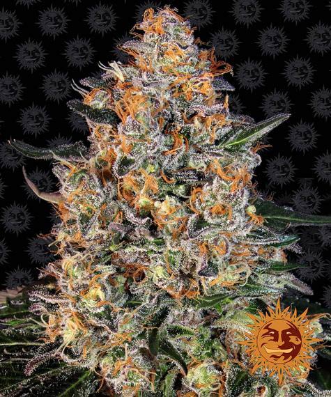 Barney's Farm Bubba Kush Feminisiert