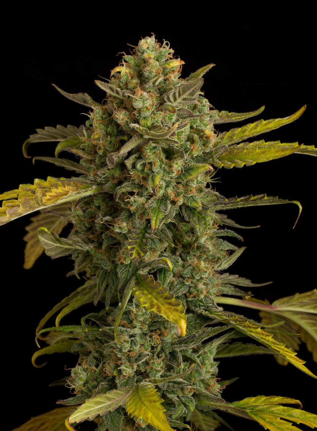 Dinafem Blue Kush Auto Feminisiert Autoflower