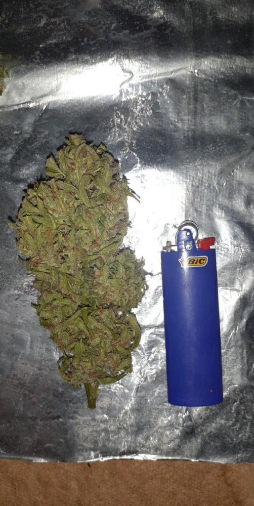 Dinafem Blue Kush Auto Feminisiert Autoflower