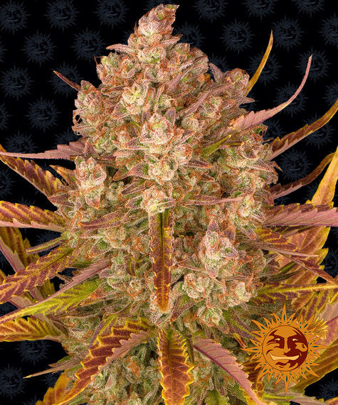 Barney's Farm Dos Si Dos Auto