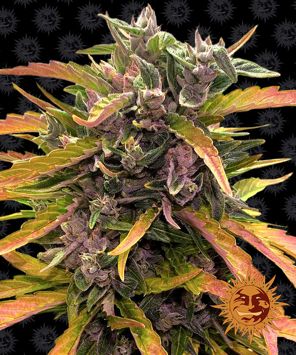 Barney's Farm Gorilla Glue Auto