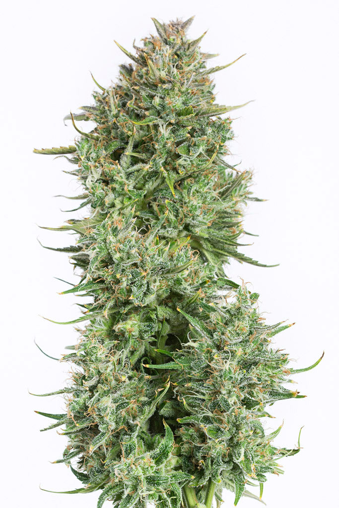 Dinafem Blue Kush Auto Feminisiert Autoflower