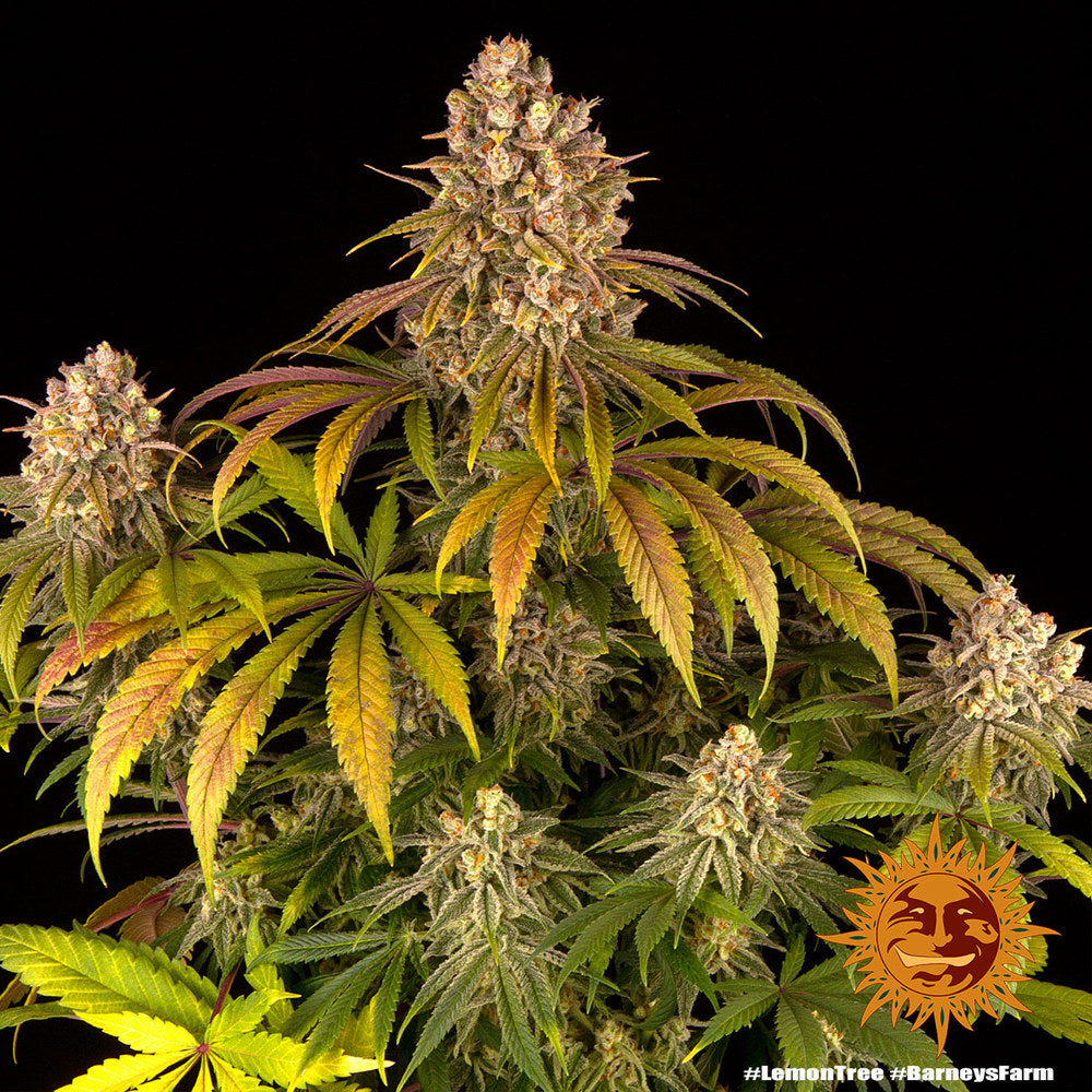 Barney's Farm Lemon Tree feminisiert