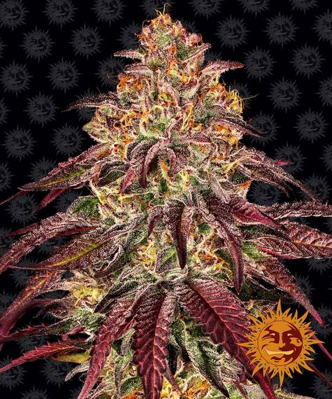 Barney's Farm Mimosa x Orange Punch Auto