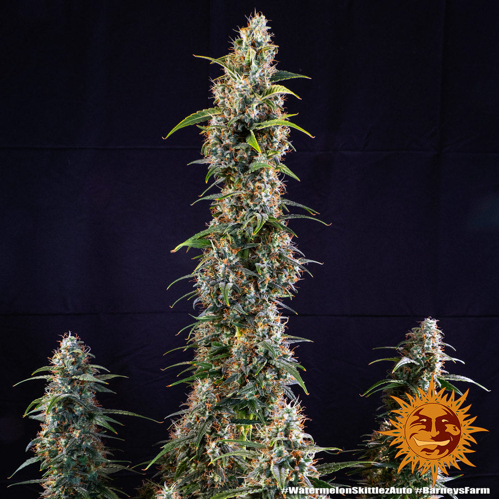 Barney's Farm Watermelon Zkittlez Auto