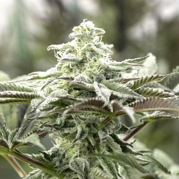 Humboldt Seeds Organization Lemon Citron Feminisiert