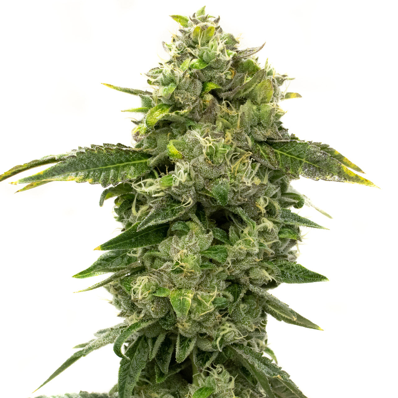 Blimburn Seeds Alien OG von Steve DeAngelo´s Feminisiert