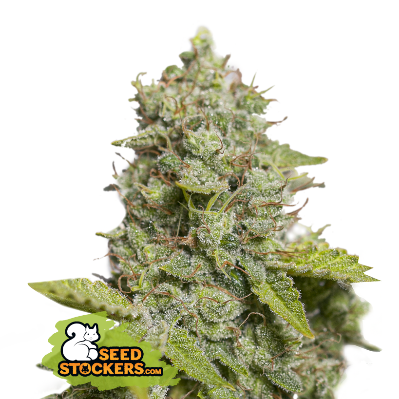 Seedstockers CBD Critical XXL Auto