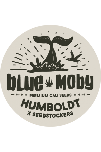 Seedstockers x Humboldt Blue Moby Auto