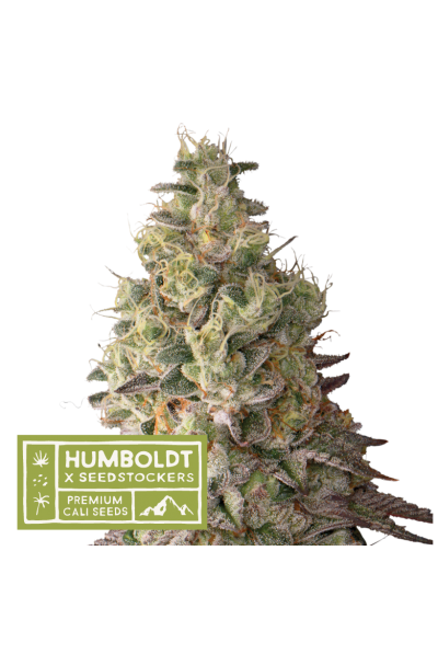 Seedstockers x Humboldt Mack and Crack Auto