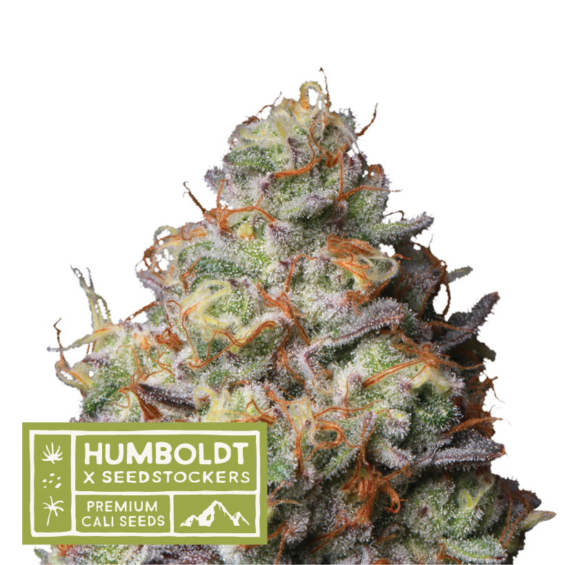 Seedstockers x Humboldt Panty Punch regulär