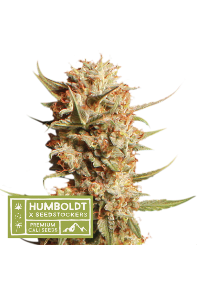 Seedstockers x Humboldt Thunder Banana Auto Feminisierte Autoflower