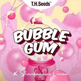 TH Seeds Limited Regular Edition Original Bubblegum x Strawbanana Cream Regular 11 Stk