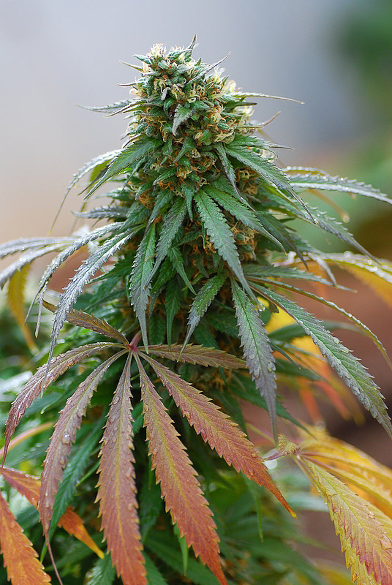 Dinafem California Hash Plant feminisiert