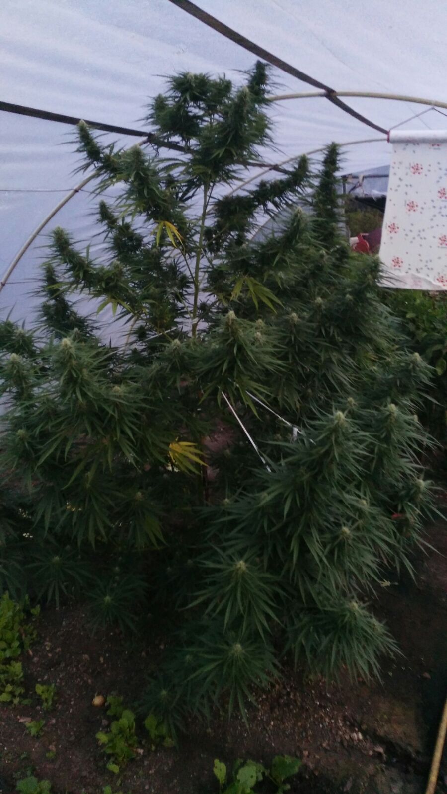 Dinafem California Hash Plant feminisiert