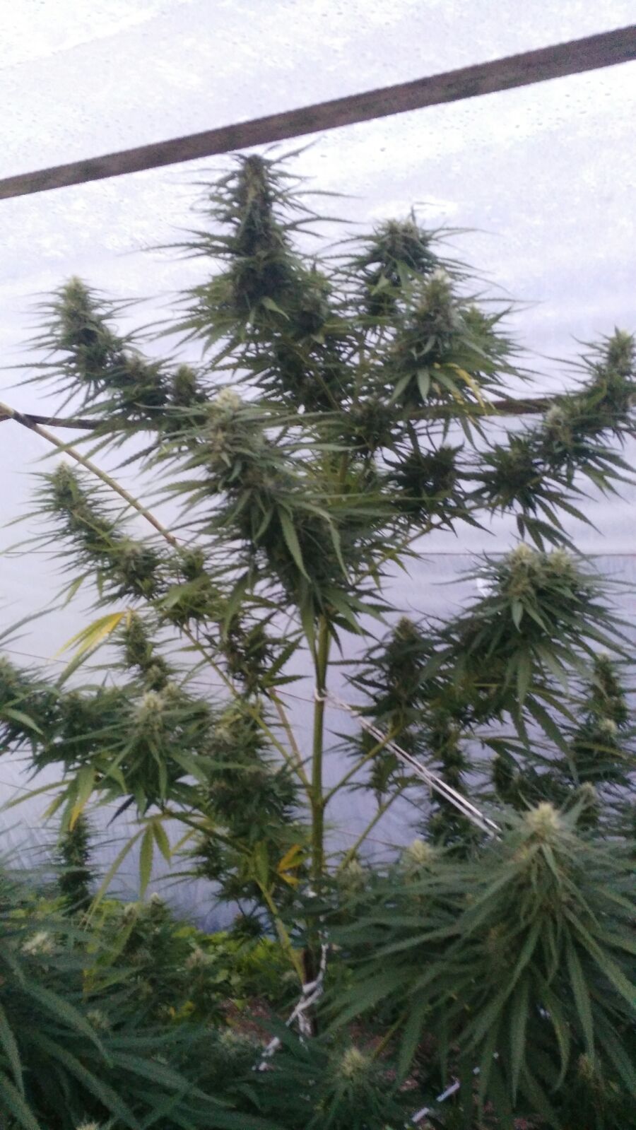 Dinafem California Hash Plant feminisiert
