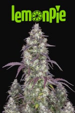 Fast Buds Lemon Pie Auto